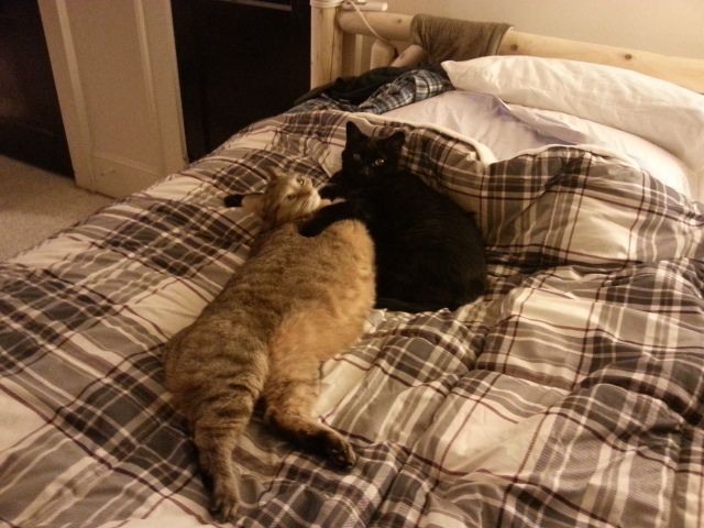 Tippie & Lily - sisters & best buddies